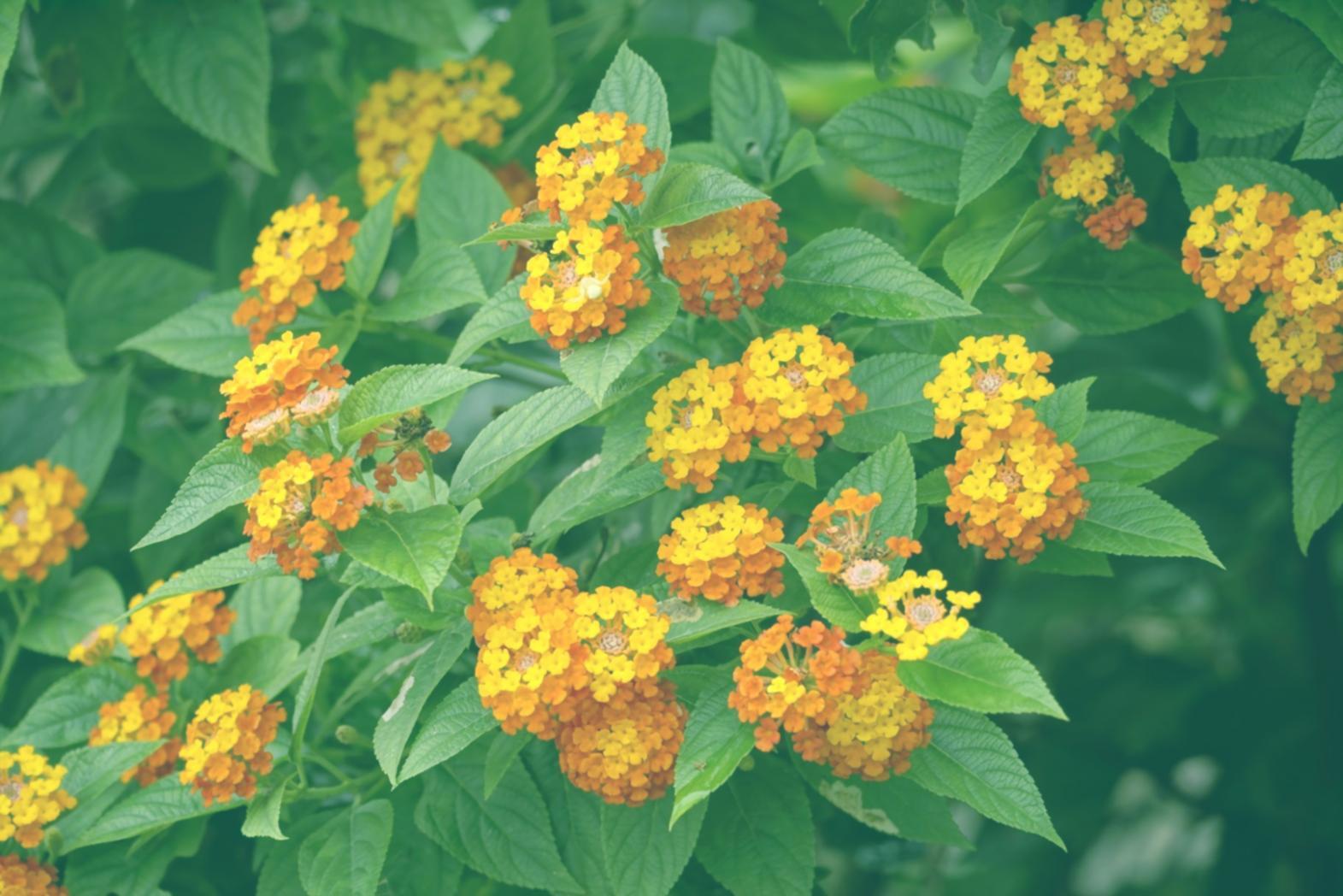レストラン装飾の実習風景
